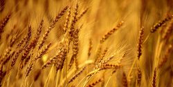 Evaluation of BiOWiSH<sup>®</sup> Crop Liquid on Yield in Winter Wheat — Year 3