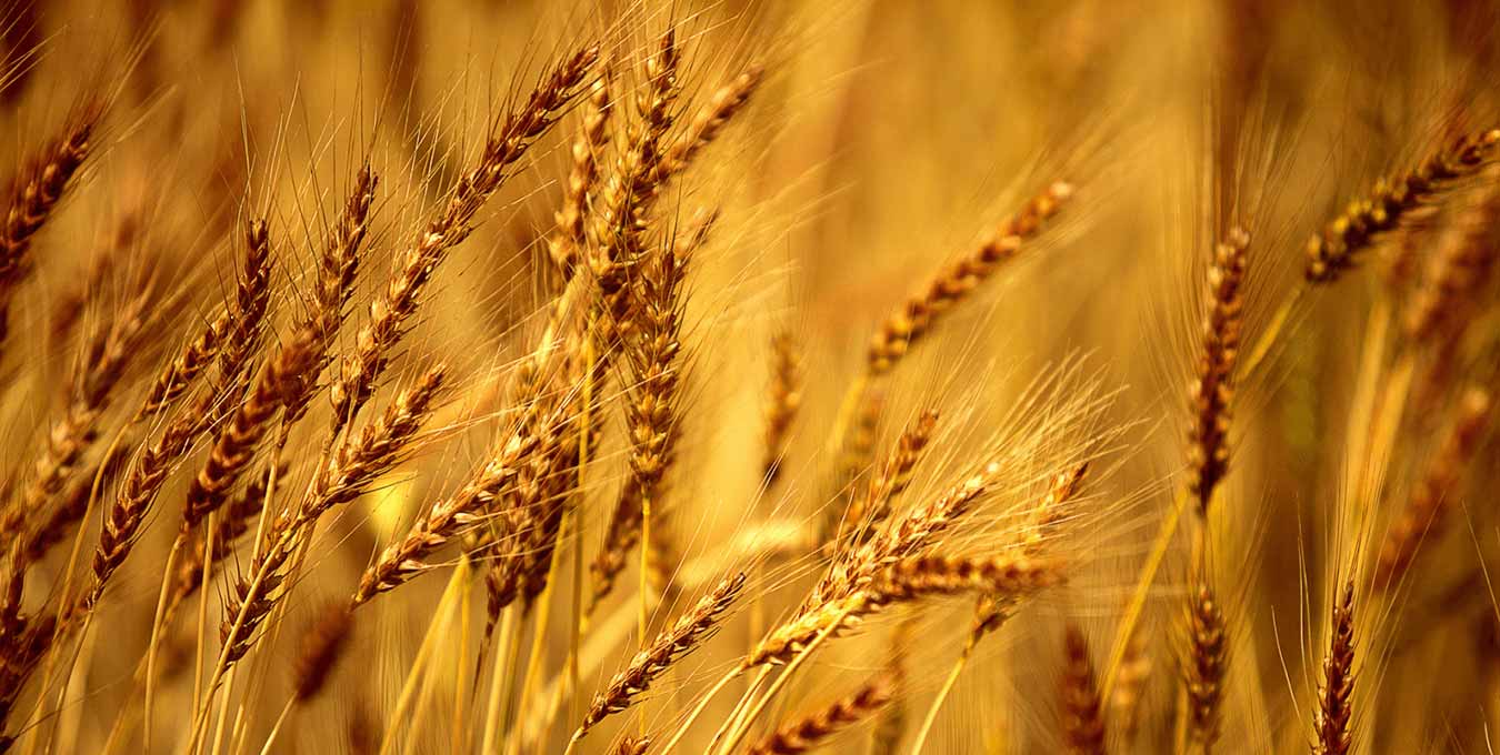 BiOWiSH™ Crop Boost Wheat Yield and Farmer ROI