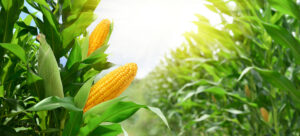 Sweet Corn Trial – Arise Research – USA