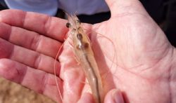 Hatchery PL Yield & Health in Vannamei Shrimp – Vietnam