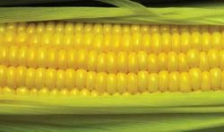 University of Florida – Corn Study