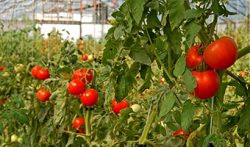 Pilot Scale Fertilizer Coating – Crop Liquid