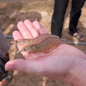 Healthy shrimp Two healthy shrimp
