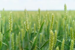 Evaluation of BiOWiSH<sup>®</sup> Crop Liquid on Winter Wheat in Northern Texas