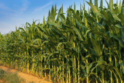 Evaluation of BiOWiSH<sup>®</sup> Crop Liquid on Yield in Field Corn