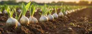 BiOWiSH<sup>®</sup> Crop Liquid Increases Yield in Garlic