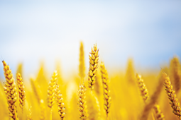 BiOWiSH<sup>®</sup> Crop Additive Increases Yield in Wheat in Northern Victoria, Australia