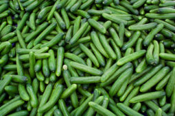 BiOWiSH<sup>®</sup> Crop Liquid Increases Cucumber Yield