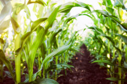 Evaluation of BiOWiSH<sup>®</sup> Crop Liquid on Corn Production