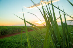 BiOWiSH<sup>®</sup> Field Study: Sugarcane in Brazil
