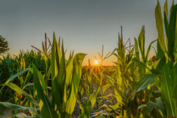 BiOWiSH<sup>®</sup> Field Study: Forage Maize in Australia