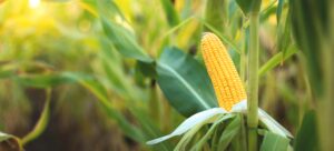 BiOWiSH<sup>®</sup> Crop Liquid Increases Yield in Waxy Corn