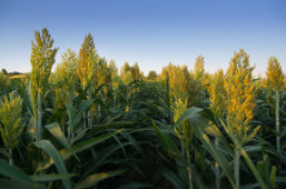 Evaluation of BiOWiSH<sup>®</sup> Crop Liquid on Sorghum in the State of Texas
