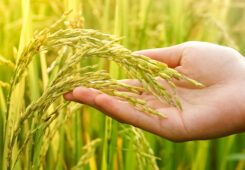 Evaluation of BiOWiSH<sup>®</sup> Crop Liquid on Yield in Late Rice