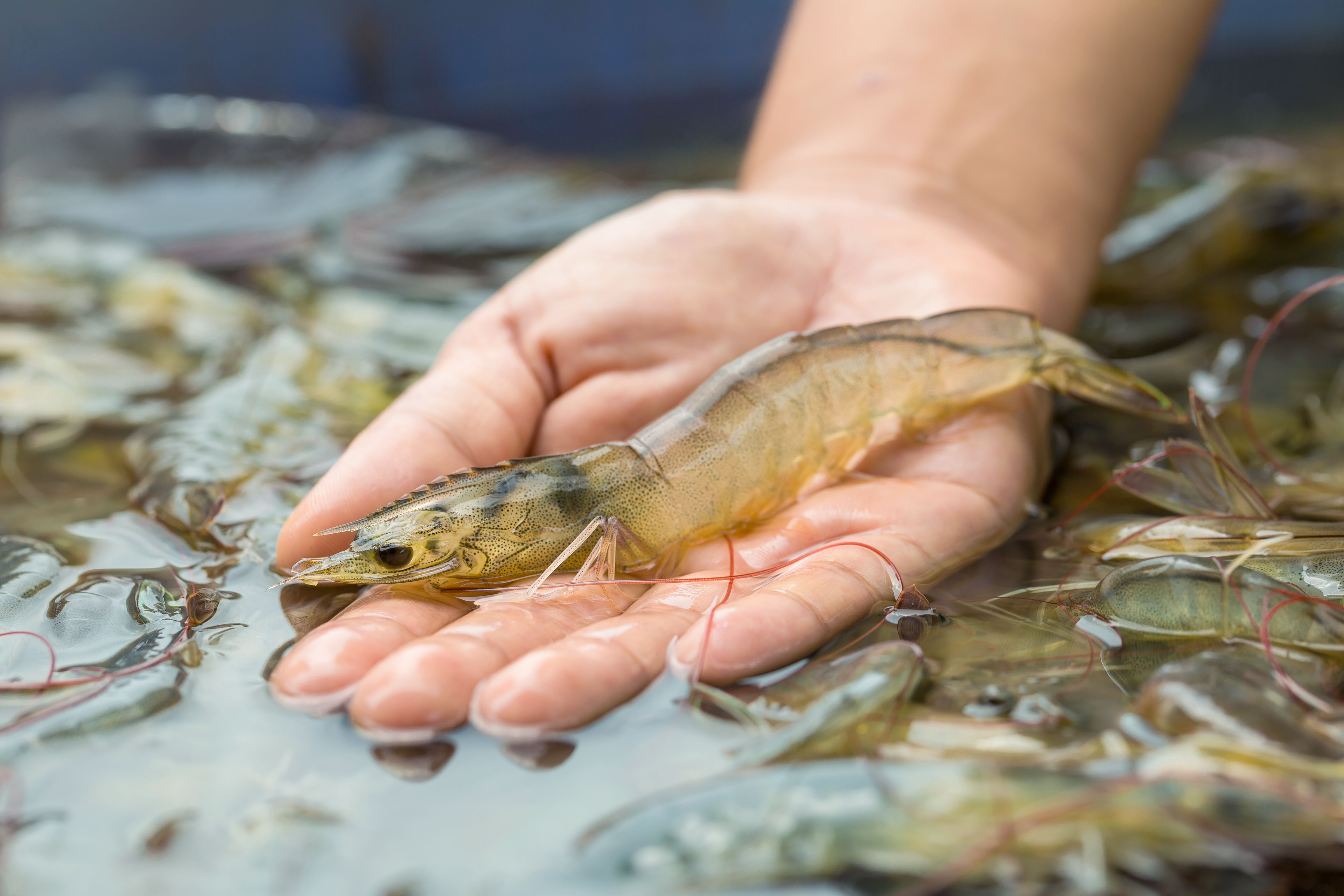 shrimp healthy gut tract