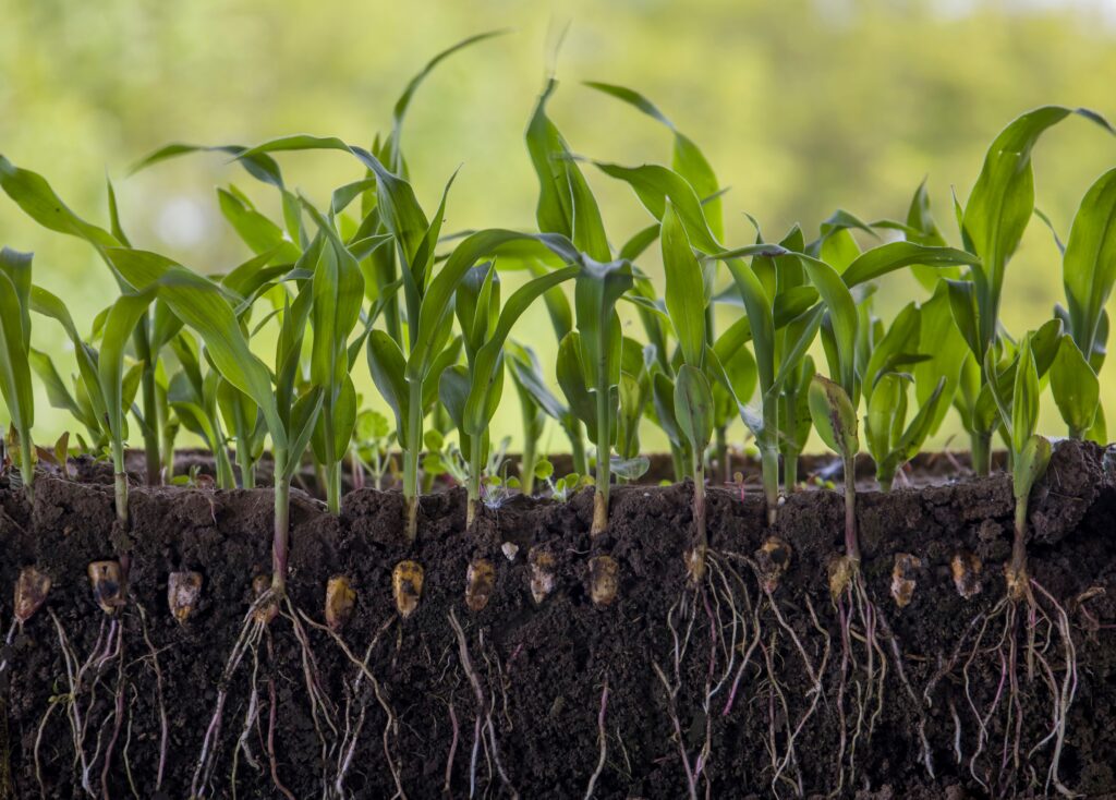 UM AGRICULTOR, BUSCANDO O AUMENTO DA PRODUTIVIDADE DE SUA