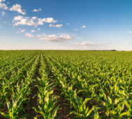 Field of corn during the summer