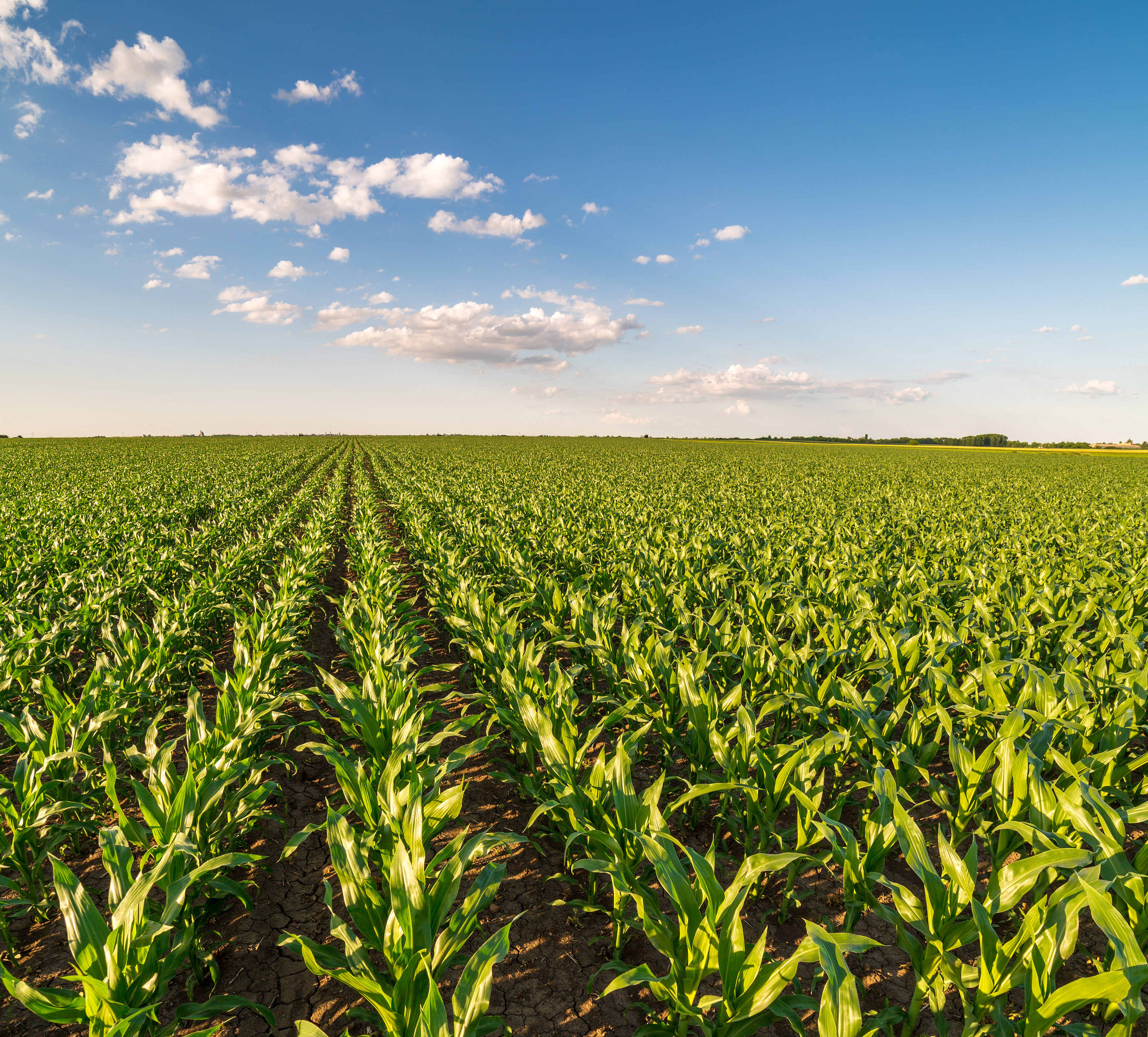 Field of corn during the summer