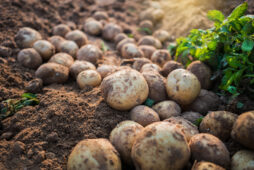 Evaluation of BiOWiSH<sup>®</sup> Crop Liquid on Potato Production