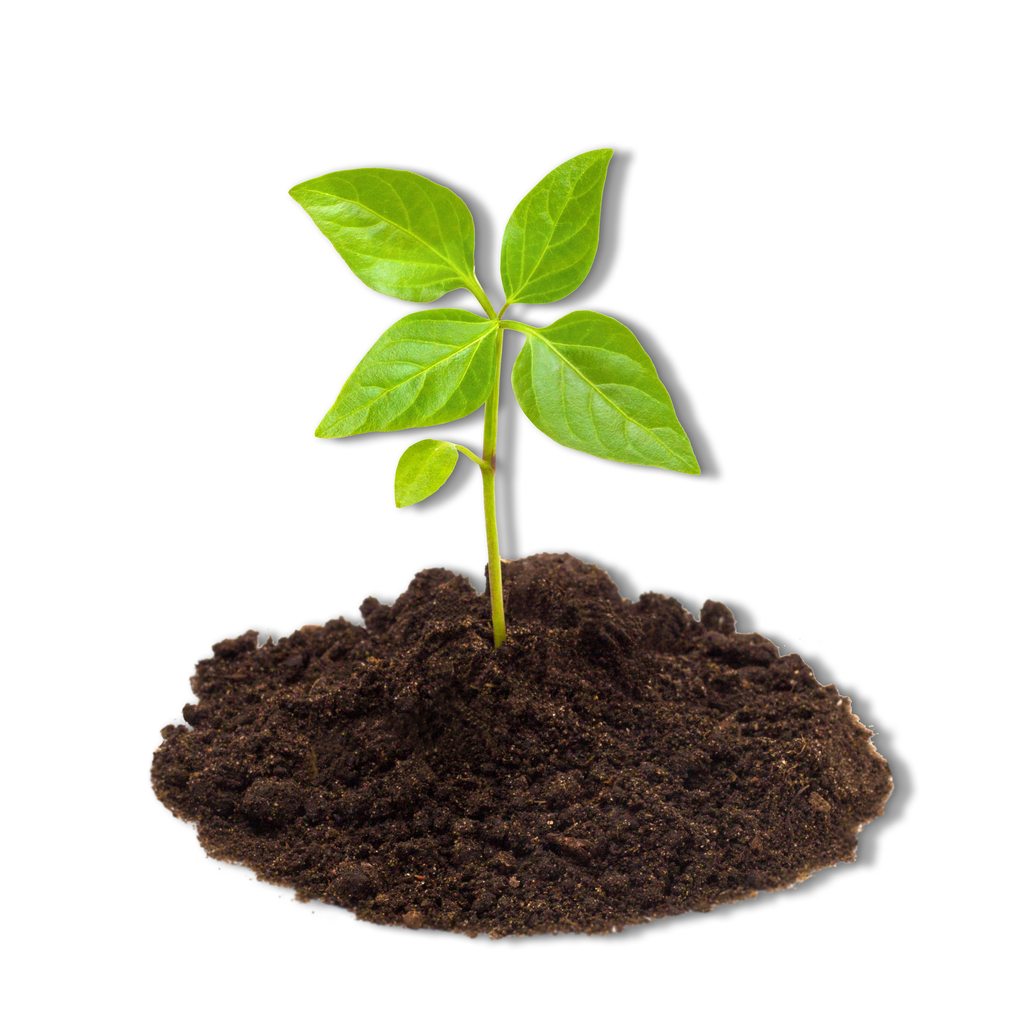 Seedling-plant_in-soil_transparent-bg