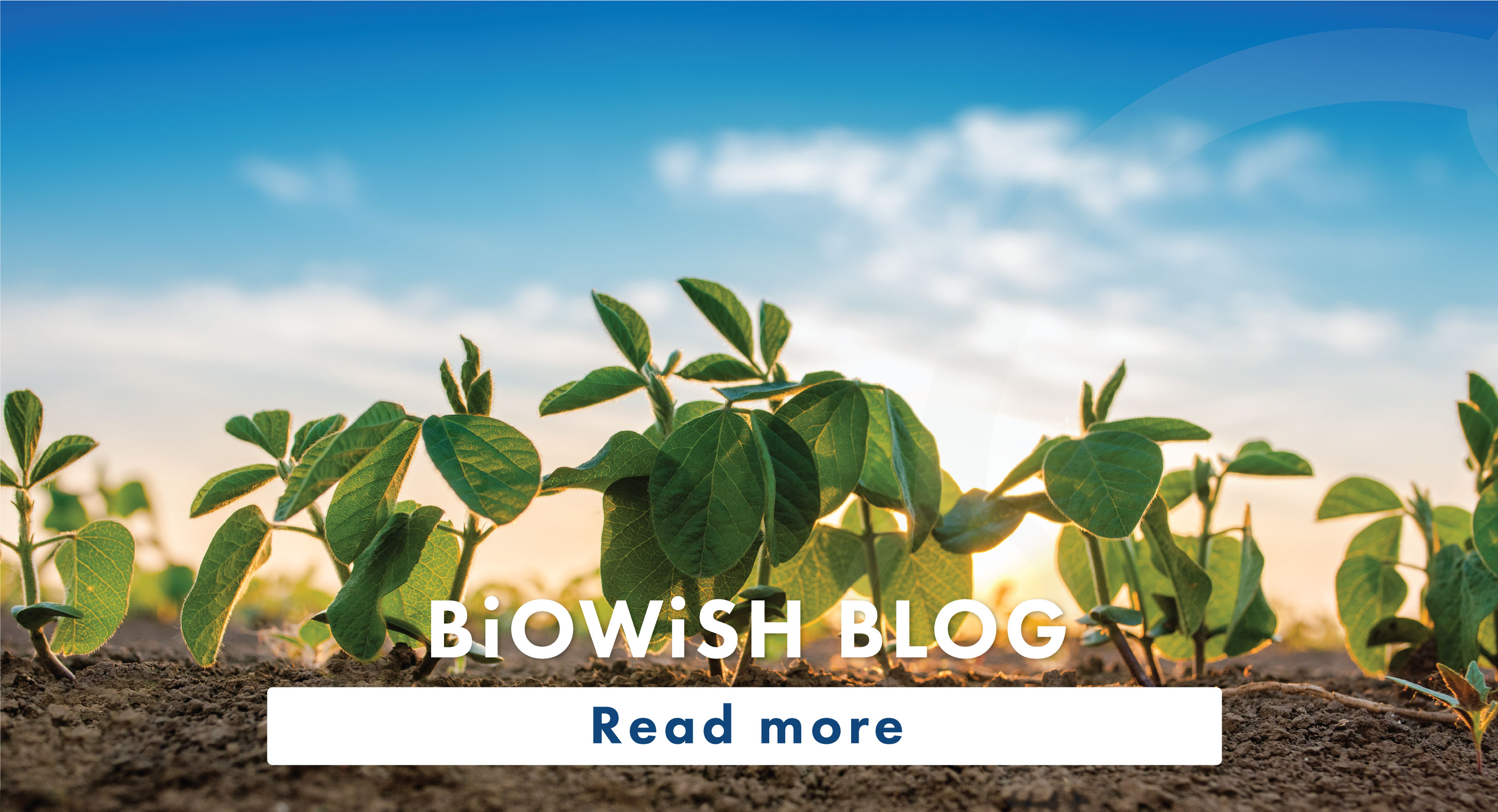 image of soybean plants growing in soil - Text reads BiOWiSH Blog - Read More