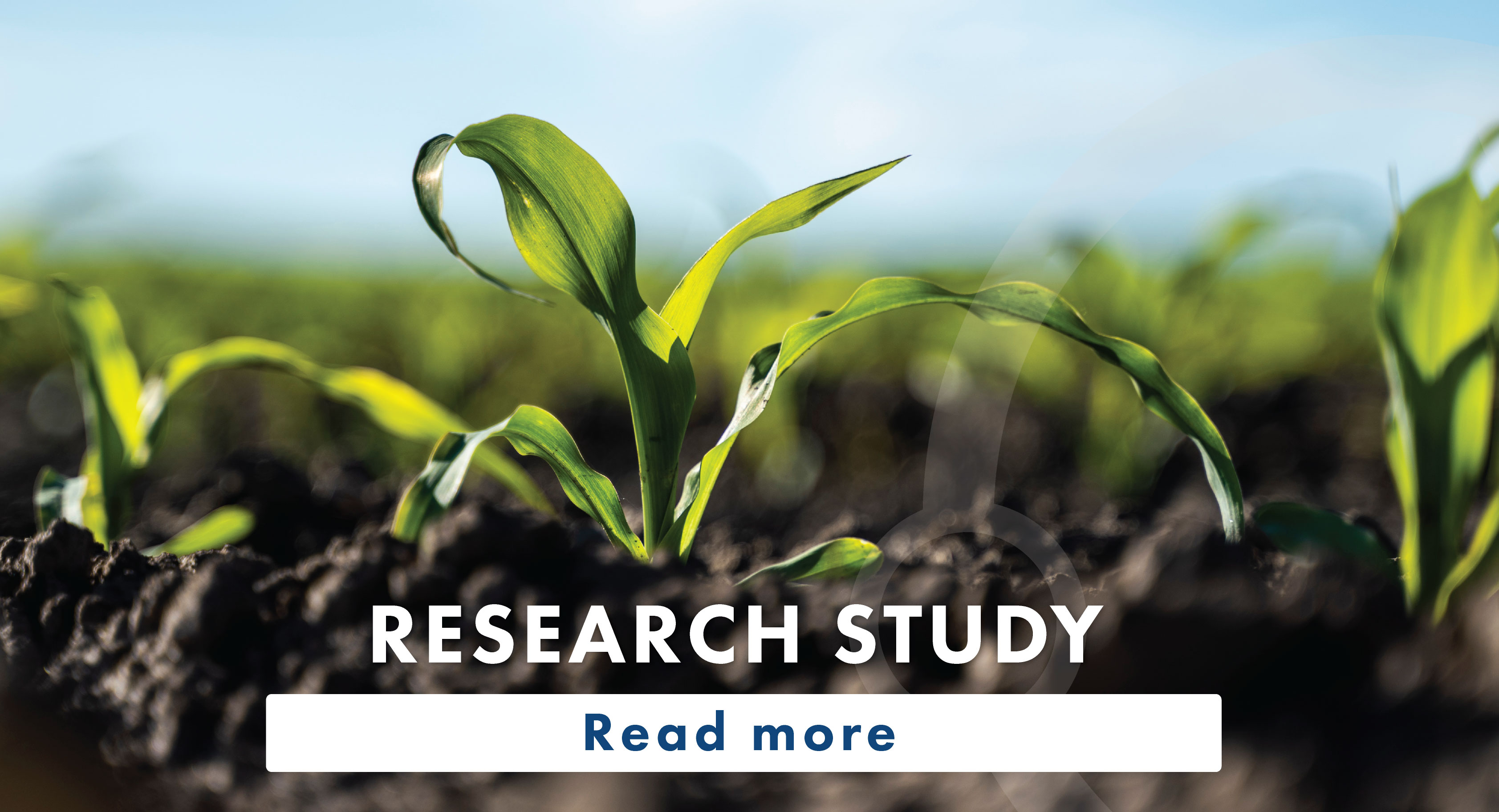 Image of a young corn plant growing in soil - text that says Corn research study - read more