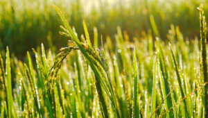 Evaluation of BiOWiSH Crop Liquid on Rice in Vietnam