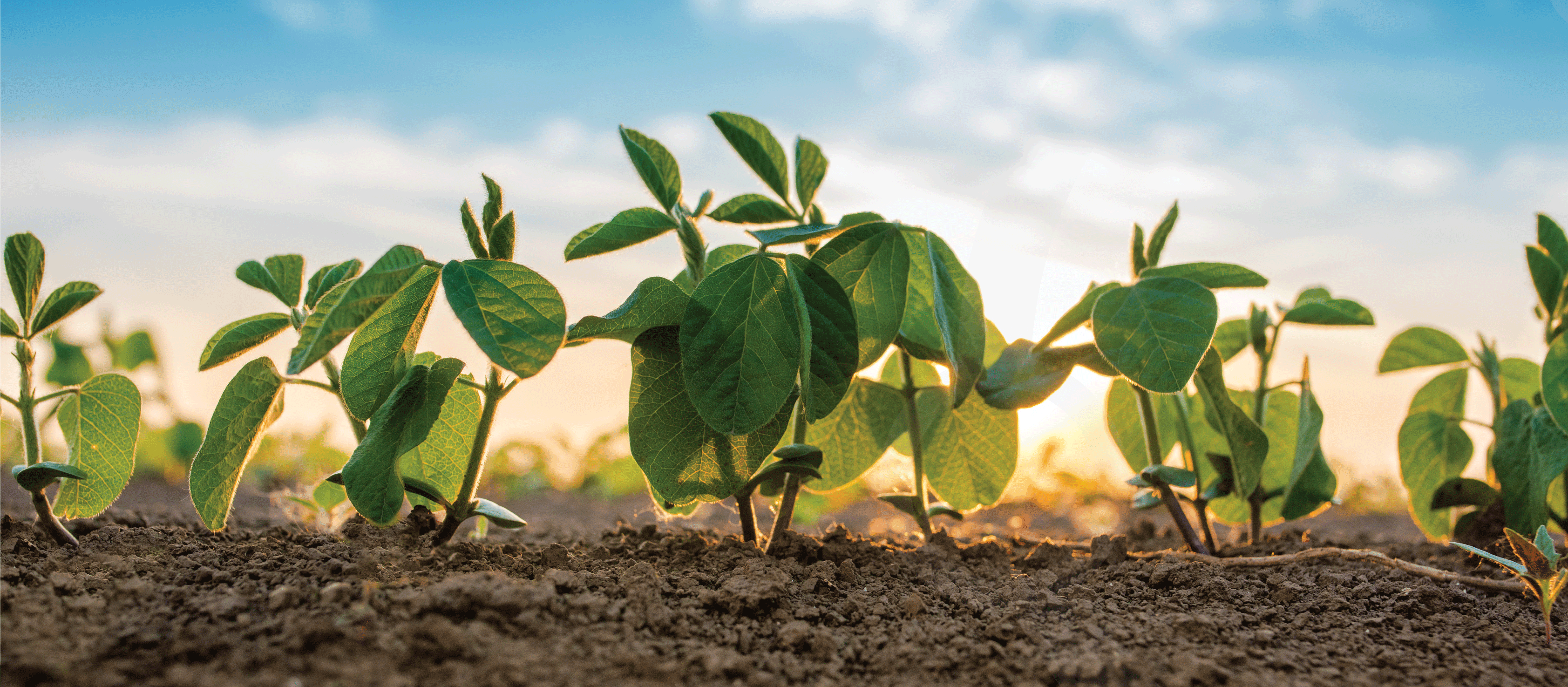 young soybean plants growing in soil blue sky sunset