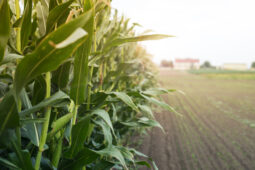 Evaluation of BiOWiSH<sup>®</sup> Crop Liquid on Safrinha Maize Production in Brazil