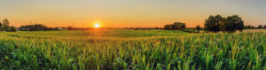 panorama view of corn field at sunset