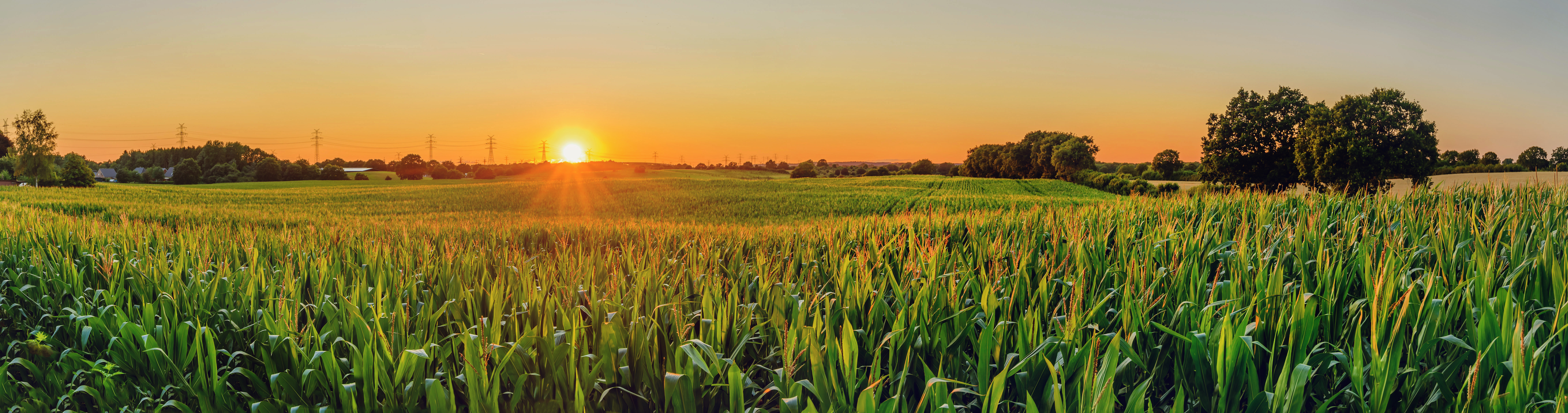 panorama view of corn field at sunset