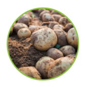 North Dakota potato research study