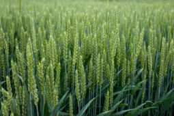 The Evaluation of BiOWiSH<sup>®</sup> Crop Liquid on Winter Wheat in Northern Texas