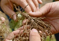 Nitrogen-fixing products rarely work - photo of roots being inspected for nodules