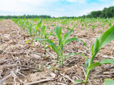 bio-enhanced fertilizer helps mitigate risk in cover crop transition - corn growing in cover crop residue