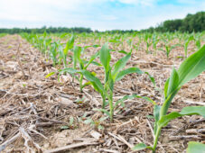 Evaluation of BiOWiSH<sup>®</sup> on Cover Crop Biomass and Corn Yields in Central Iowa