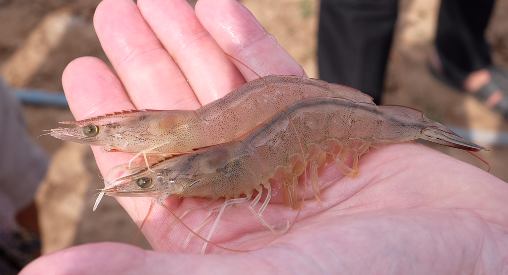 two healthy shrimp