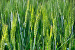 Evaluation of BiOWiSH<sup>®</sup> Crop Liquid on Winter Wheat Yield in North-Central China