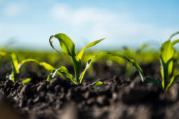 Evaluation of BiOWiSH<sup>®</sup> Crop Liquid on Corn Yield in Illinois
