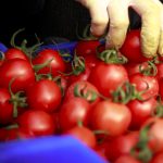Gardener who stacks tomatoes