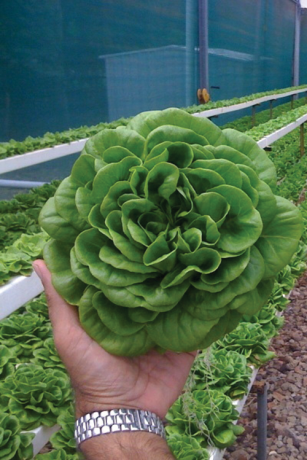 Lettuce-Treated