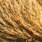 Close up of rice seed or paddy rice on rice plant