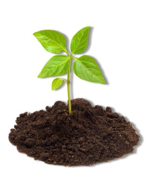 Seedling-plant_in-soil_transparent-bg