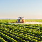 Tractor spraying soybean field at spring