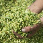 Farmer's hands holding corn maize silage